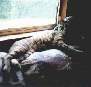 Calypso
