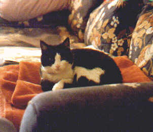 FIFI