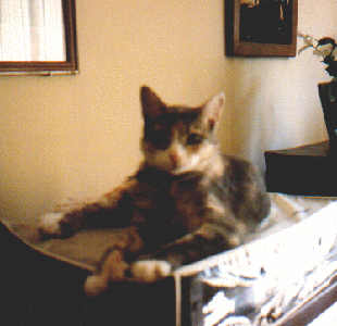 Polly
