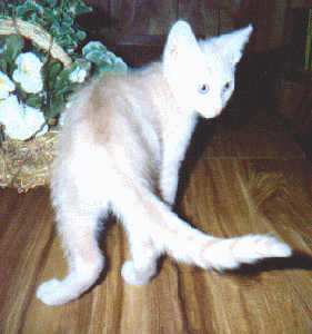 Simba