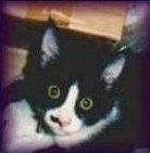 Mr. Bo Jangles