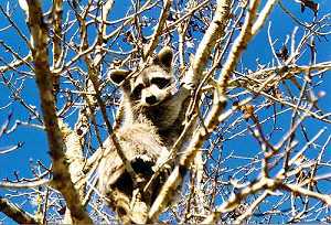 Racoon