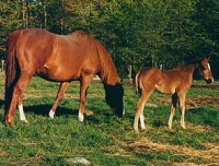 Stop Horse Abuse Now! Graphic