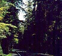 Click here to join the From The Redwoods To The Sea ring
